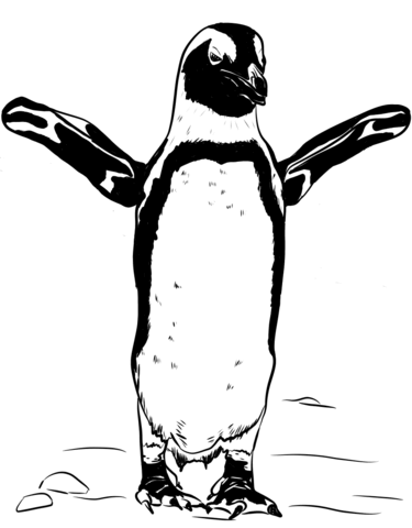 African Black Footed Penguin Coloring Page